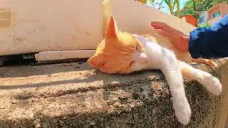 Adorable Pet Moments: Sunshine and Sweet Cat Cuddles