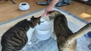 NEW ⭐️BEST CHRISTMAS 🎄GIFT FOR KITTY drinking fountain from Hiigge