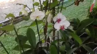 Orchidee PHALAENOPSIS coltivazione all'aperto.