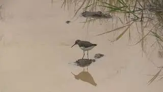 Chevalier cul-blanc (Tringa ochropus) Green Sandpiper