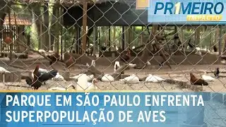 Parque da Água Branca vai doar aves por problema de superpopulação | Primeiro Impacto (31/01/24)