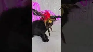 8-Week-Old Maine Coon Kittens Playing 🐾 | Disney Cats Litter Cute Kitten Video