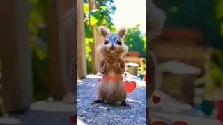 love you Status ❤️ || #shorts #viral #squirrel #video