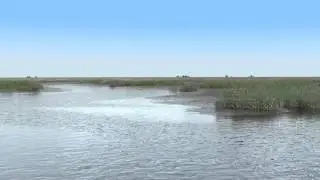 Visualization of a salt marsh using procedural techniques and ecological data.