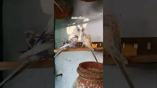🦜🕊️கண்டிப்பாக birds க்கு sunlight தேவைப்படும்☀️🌞#birds#lovebirds#birdslover#shorts #trending#budgies