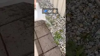 Boiling Water Weed Killer💧