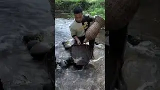 Traditional Fishing: Harvesting with Bamboo Cages