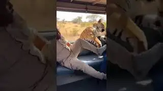 Tiger Attacks In The Safari Van 🐅 Close Encounter With The Wild #Safari #TigerAttack #Wildlife