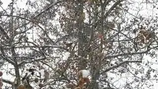 Rifle Deer Pear in late November
