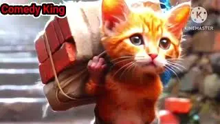 শ্রমিক বিড়ালের আত্মকথা   ।। Autobiography of the Working Cat