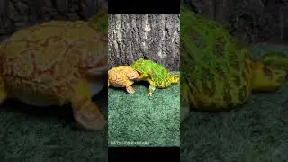 What are you two doing #Horned Frogs #Pets #Funny