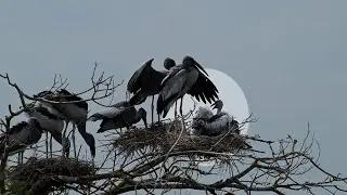 Bird Finding Shelter in Flooded Lands 0033
