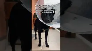 Co sądzicie o kastracji ps&oacute;w? 🐕&zwj;🦺 #pies #kastracja #zwierzęta