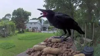 raven feeder payment for chicken protection