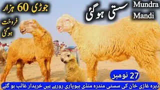 dera Ghazi Khan bakra and Mundra Mandi Updates 27 November 2024 hassan goat farm 03133502828 Whatsap