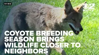 Coyote breeding season brings wildlife closer to Washington County neighborhoods
