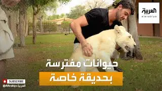 صباح العربية | إماراتي يقتني أشهر الحيوانات المفترسة في مزرعة خاصة