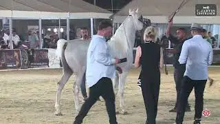 N.399 FAKHER AL FARAJ - Manda Arabian Horse Show - Stallions 2019 (Class 39)