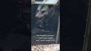 Nasty Possum in a TRAP!!! #funny #florida #possum #marsupial #trap #trapping #scared #onlyinflorida