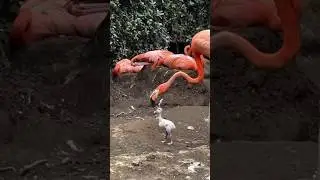Детёныши фламинго белые и почему их кормят кровью? 🫢🤔