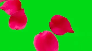 💥rose,flowers,romantic green screen video // free vfx green screen
