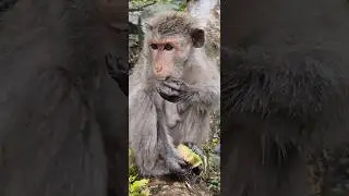 give fruit to mommy jade #monkey #viral #shortvideo #monkey #baby