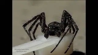 M&auml;nniche Spaltenkreuzspinne (Nuctenea umbratica)