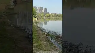 Nature's Fertility Dance : The Science Behind Wild Carp Spawning