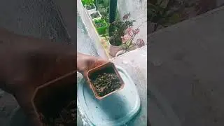 Reverse Plant # propagate# Simple Idea 👍