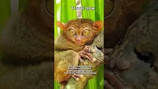 only primate that eats meat