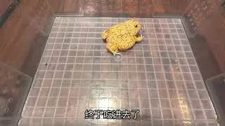 Pixie Frog eating mouse