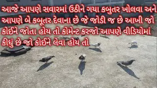 #Pigeonvlove #UrbanPigeons #PigeonVlog #FeatheredFriends  #Daily vlog, #LifeUnfiltered #Umesh vlogs 
