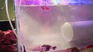 Spoted catfish & Pink fish 🥊fight🥊#Malayalam#video#monster fish🦈#fight