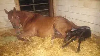 Birth of Lonsdaleite, Thoroughbred Racehorse
