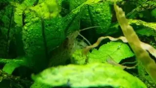 Juwel Lido 200 nature aquarium