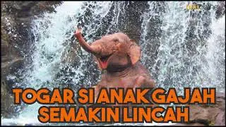 TOGAR, ANAK GAJAH YANG TERJERAT 2019 LALU KINI SEMAKIN LINCAH