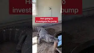Draining Alligator Pool With Giant Alligator! 😱🐊 #shorts #alligator