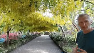 Laburnum arch pruning after a quick look at Embothrium.