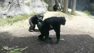 Chimpanzees LA Zoo Los Angeles California USA May 28, 2024 Conservation Animals Spring