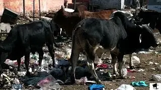 Northern India: Dogs, Cows and Garbage