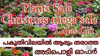 Plants sale# flowering plants low cost#christmas mega offer#