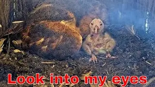 🐥💥 Oldest Barn Owl Nestling Stands Tall Beside Mom!