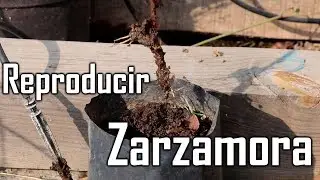 ¿Cómo reproducir zarzamora sin semilla? (acodo de punta) || México Verde