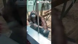 AWWWW &mdash; Orangutan Fascinated with Zoogoer&rsquo;s Baby After 