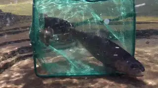 Gila Trout Stocking at West Fork of Oak Creek