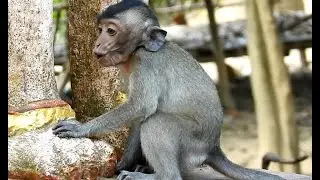 [ Poor Hungry Spoil Baby Monkey ] Baby Monkey Is Crying, Screeching Loudly While Mom Ignoring Baby