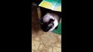 Soft the Manx Chirping While Purring Kitty