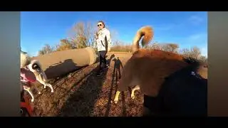 Ronin The Belgian Malinois Getting attacked by a Husky at Dog Park clear video @CanelaandRrronin 