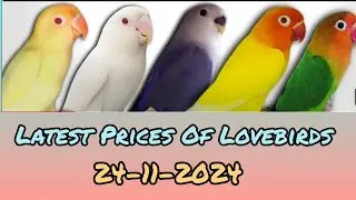 Lovebirds new prices in 2024 | Birds latest prices | Lovebirds all mutations prices