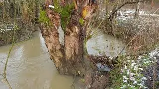 Quels arbres planter en bordure de rivi&egrave;re, de l'aulne?